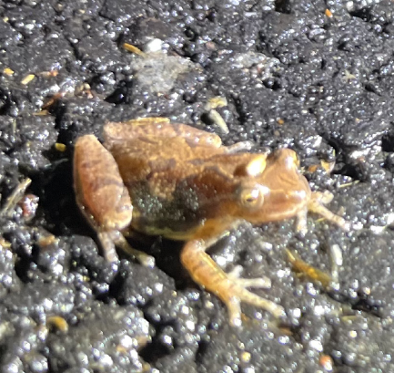 Ribbit Rangers: Wayland’s New Mission to Save Spring’s Migrating ...