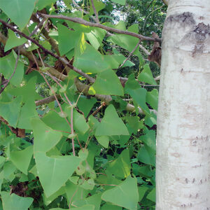 Invasive mile-a-minute vine or weed. (Photo by Bryan Connolly, Mass.gov)