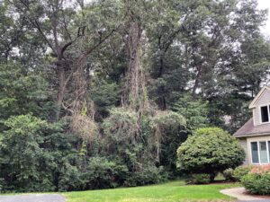 Bittersweet vines hanging from trees on Wayland conservation land abutting Bayberry Lane. (Photo by June Valliere)
