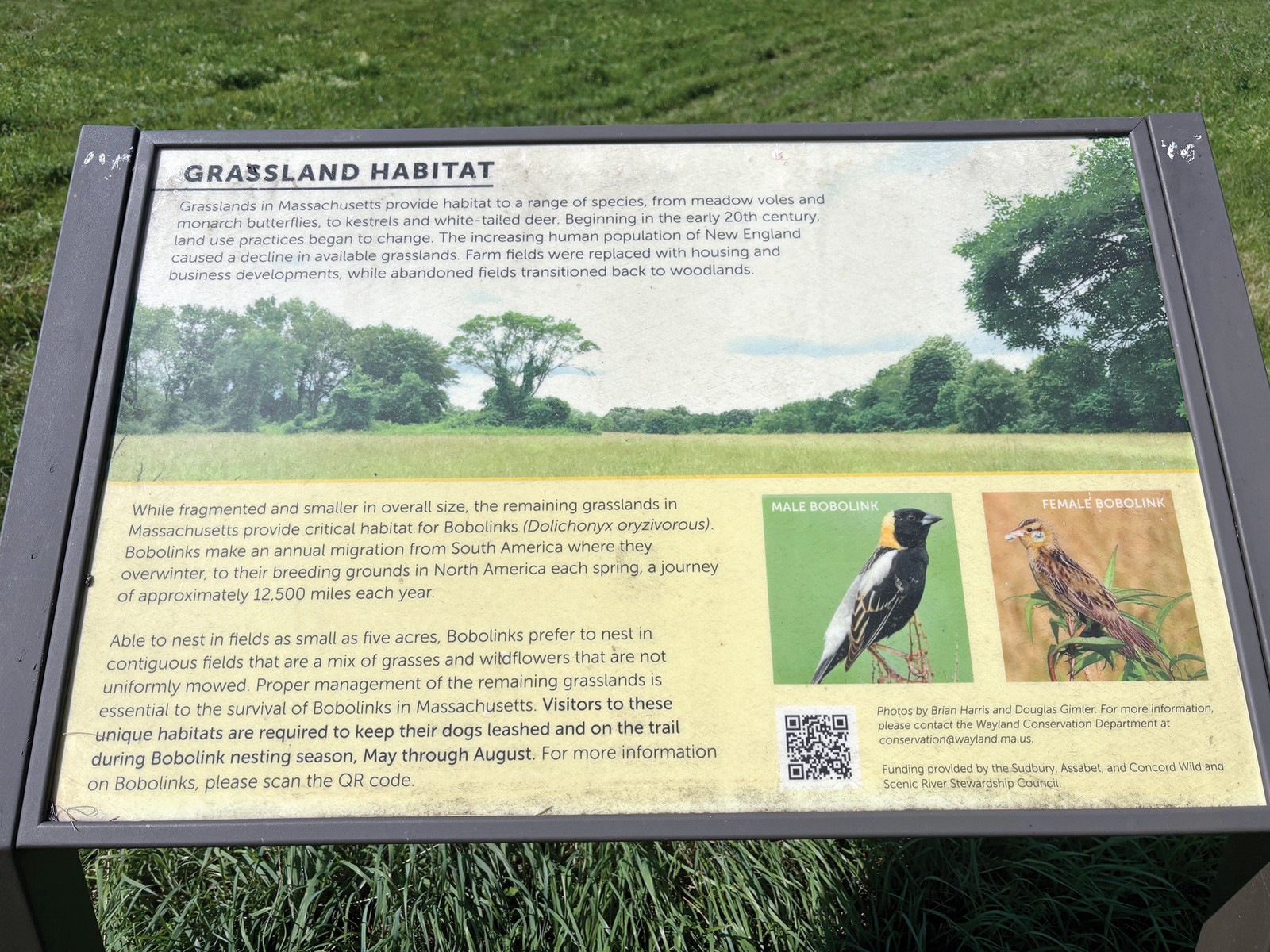 Spotting (and protecting) birds and their habitats - The Wayland Post